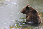 brown bear in water