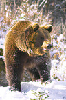 brown bear in winter