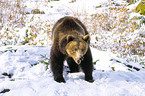 roaring brown bear