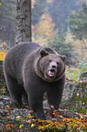 roaring brown bear