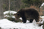 brown bear