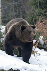 walkig brown bear