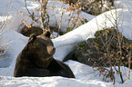 brown bear in winter