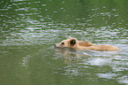 brown bear