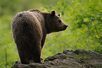 brown bear