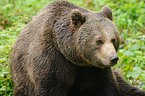 brown bear