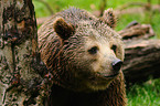 brown bear