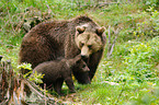 brown bears