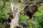 brown bears