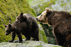 brown bears