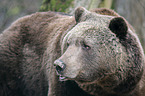 brown bear