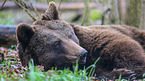 brown bear