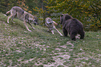Brown bear meets wolves