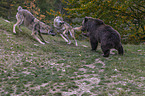 Brown bear meets wolves
