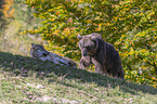 Brown bear meets wolf