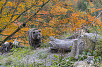 Brown bear meets wolves