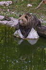 lying Brown Bear