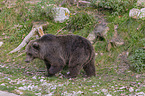 walking Brown Bear