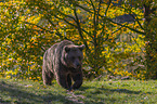 walking Brown Bear