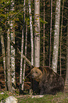 standing Brown Bear