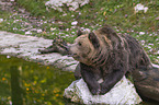 lying Brown Bear