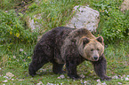 walking Brown Bear