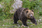 walking Brown Bear