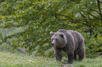 walking Brown Bear