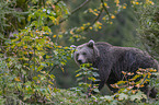 walking Brown Bear