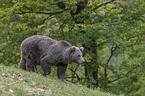 walking Brown Bear