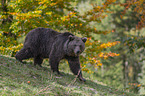 Brown Bear