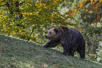walking Brown Bear
