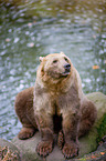 brown bear
