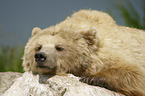 lying Brown Bear