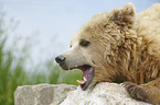 Brown Bear portrait