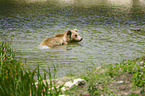 Brown Bear in the water