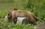 lying Brown Bear