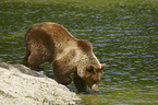 walking Brown Bear
