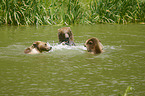 Brown Bears in the water