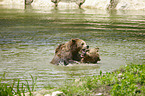 Brown Bears in the water