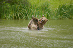 Brown Bears in the water