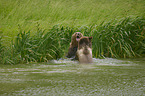 Brown Bears in the water