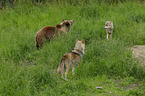 Brown Bear with wolves