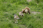 Brown Bear with wolves