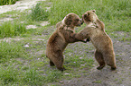 fighting Brown Bear