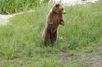 standing Brown Bear