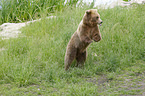 standing Brown Bear