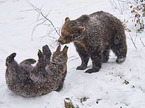 fighting Brown Bear