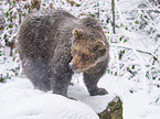 standing Brown Bear