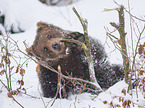 sitting Brown Bear